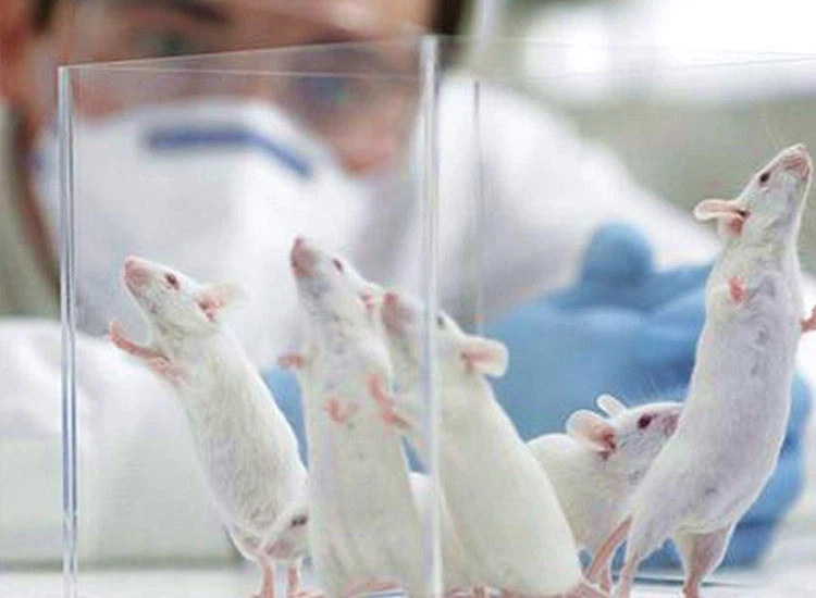 Huperzine A Buy | Shaanxi BLOOM Tech Co., Ltd 