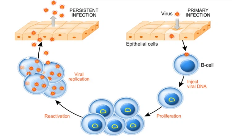 Huperzine A Buy | Shaanxi BLOOM Tech Co., Ltd Huperzine A Buy | Shaanxi BLOOM Tech Co., Ltd