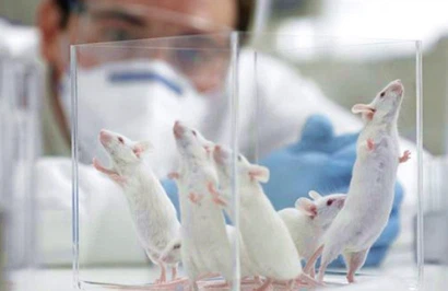 3-Methyl-4-Piperidone For sale | Shaanxi BLOOM Tech Co., Ltd 3-Methyl-4-Piperidone For sale | Shaanxi BLOOM Tech Co., Ltd