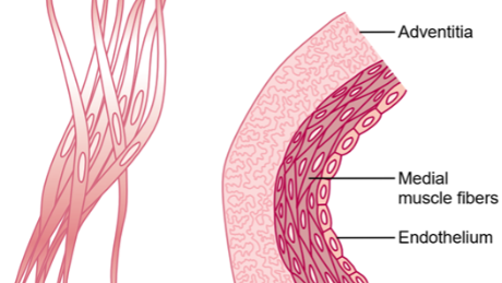 Aviptadil For sale | Shaanxi BLOOM Tech Co., Ltd Aviptadil For sale | Shaanxi BLOOM Tech Co., Ltd