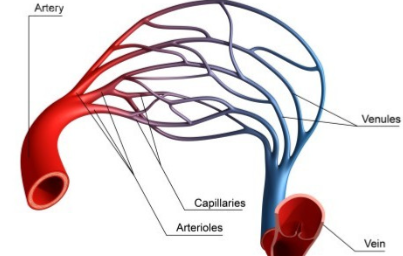 Aviptadil Supply | Shaanxi BLOOM Tech Co., Ltd Aviptadil Supply | Shaanxi BLOOM Tech Co., Ltd