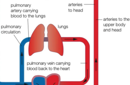 Aviptadil 500mcg | Shaanxi BLOOM Tech Co., Ltd Aviptadil 500mcg | Shaanxi BLOOM Tech Co., Ltd
