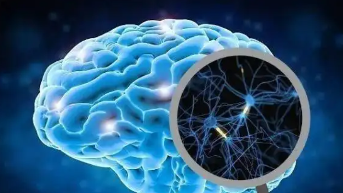 Protirelin mechanism | Shaanxi BLOOM Tech Co., Ltd Protirelin mechanism | Shaanxi BLOOM Tech Co., Ltd