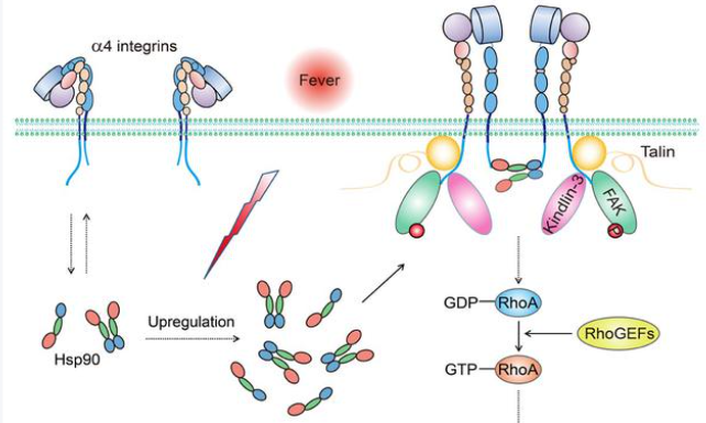 Angiotensin II pathway | Shaanxi BLOOM Tech Co., Ltd Angiotensin II pathway | Shaanxi BLOOM Tech Co., Ltd