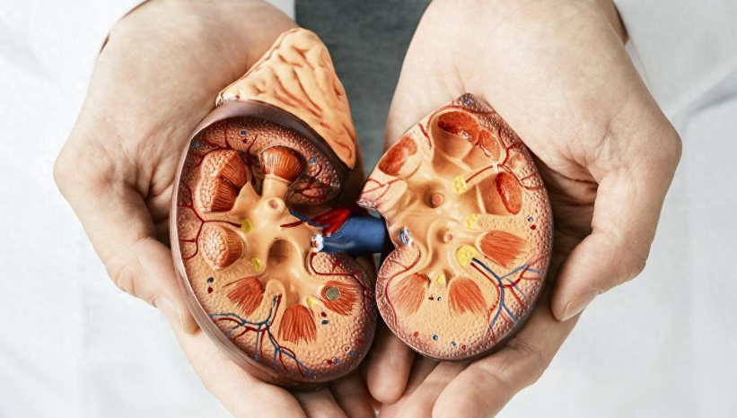 Angiotensin II nervous drinking | Shaanxi BLOOM Tech Co., Ltd Angiotensin II nervous drinking | Shaanxi BLOOM Tech Co., Ltd