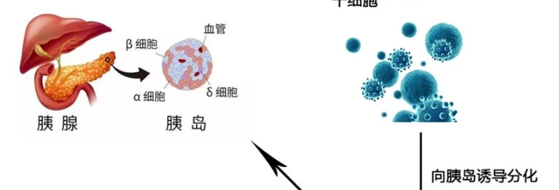 Kisspeptin-10 Activation | Shaanxi BLOOM Tech Co., Ltd Kisspeptin-10 Activation | Shaanxi BLOOM Tech Co., Ltd