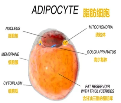Setmelanotide Online | Shaanxi BLOOM Tech Co., Ltd